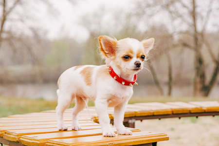 Chihuahua portrait. White long-haired chihuahua puppy portrait. chihuahua white cute portraitの写真素材