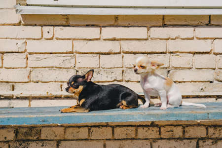 Two little chihuahua dogs on bench. Cute domestic pets outdoors. Chihuahua