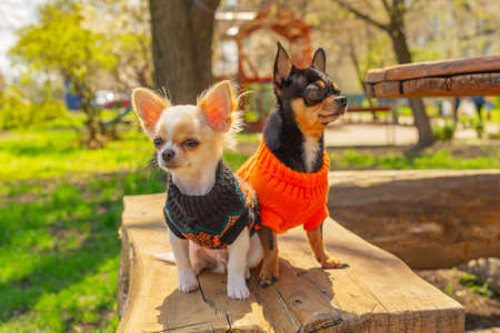 Two Chihuahua dogs sit on garden bench. Chihuahua in black and orange sweaters. chihuahua, garden