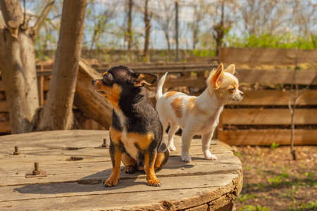 Two small breed dogs are standing on a garden table. Two chihuahuas puppy and an adult dog in springの写真素材