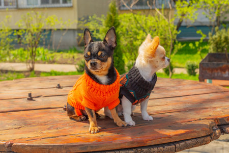 Two Chihuahua dogs sit on garden table. Chihuahua in black and orange sweaters.の写真素材