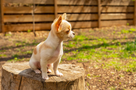 Chihuahua stands on the garden table. The dog walks in the park. Chihuahua brown and white.の写真素材
