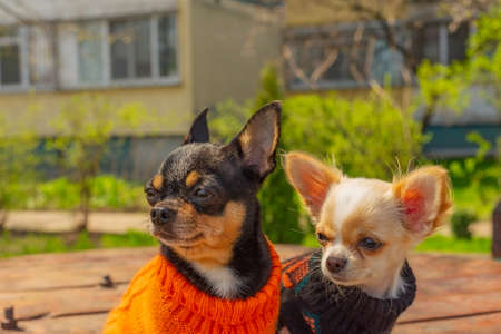 Two Chihuahua dogs sit on garden table. Chihuahua in black and orange sweaters.の写真素材