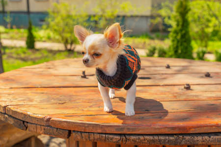 Chihuahua puppy in black sweater. White dog portrait in spring park. Chihuahua white.の写真素材
