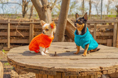 Two Chihuahua dogs sit on garden table. Chihuahua in blue and orange sweaters.の写真素材