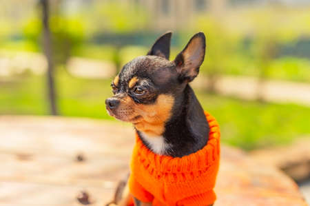 Chihuahua is sitting on the bench. chihuahua has cheeky look. Black-brown-white color of chihuahuaの写真素材