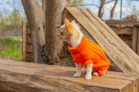 Chihuahua puppy in a Orange sweater. White dog portrait in spring park. dog, chihuahuaの写真素材