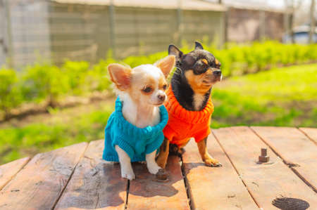 Two Chihuahua dogs sit on garden table. Chihuahua in blue and orange sweaters.の写真素材