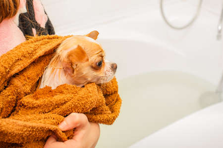 White Chihuahua puppy after bathing in a brown towel. Wet clean dogの写真素材