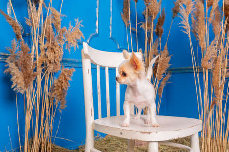 Chihuahua puppy stands on a white chair indoors. Long-haired puppy white chihuahuaの写真素材