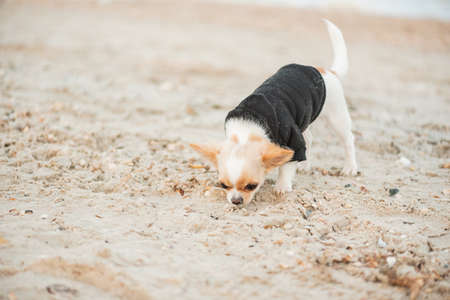 funny chihuahua dog on a beach. dog, pet, chihuahua puppy at sea. Dog in hooddy. Dog for a walkの写真素材