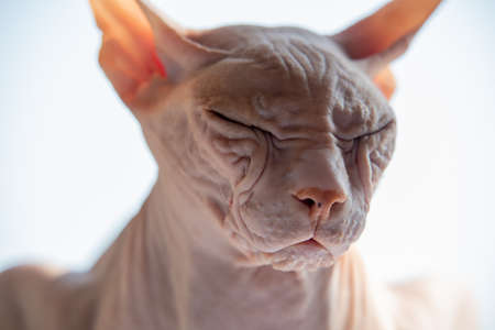 Sphynx cat in front of white background. Sphynx cat portrait close-upの写真素材