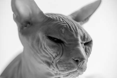 Sphynx cat in front of white background. Sphynx cat portrait close-upの写真素材