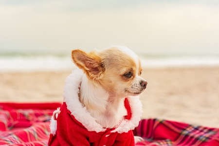 White puppy. Chihuahua by the sea, christmas. Christmas outfit on dog. Holidays and travel concept.の写真素材