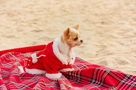 White puppy. Chihuahua by the sea, christmas. Christmas outfit on dog. Holidays and travel concept.の写真素材