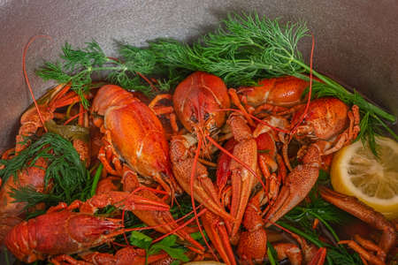 Cooking of crayfish with herb at a kitchen. Crayfish are boiled in water in a saucepan with lemon and herbsの写真素材