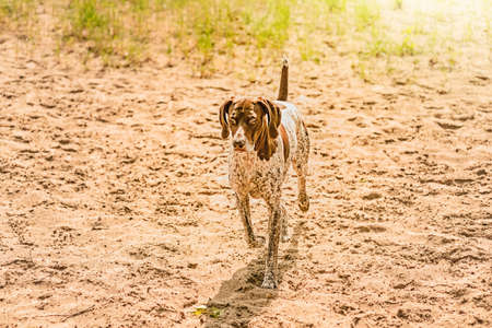German Kurzhaar, great hunting dog and loyal friend. Kurzhaar. Hunting dog runs in nature. Kurzhaar...