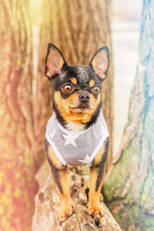 cute chihuahua dog walking in the street on a sunny summer day. Dog in the park in clothes.の写真素材
