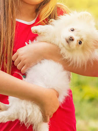 White Pomeranian Spitz puppy in the arms of a girl in a red dress. Children and animals concept.の写真素材
