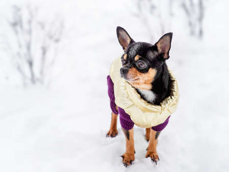 Chihuahua. Dog on a walk in the winter. A lot of snow and a dog.の写真素材