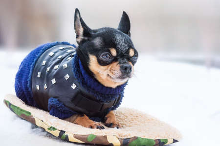 a cute chihuahua in the snow wearing a knitted sweater on a cold winter dayの写真素材