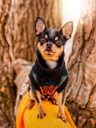 Purebred Chihuahua on a walk in clothes. Portrait of a dog in a sweater.の写真素材