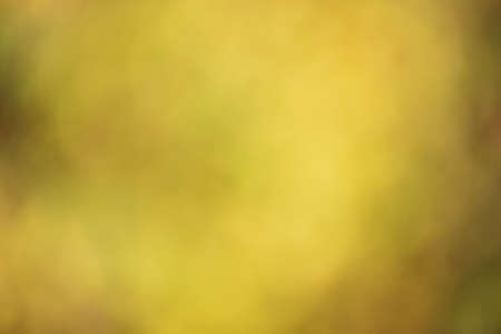 Defocus blurred autumn yellow background with leaves out of focus.の写真素材