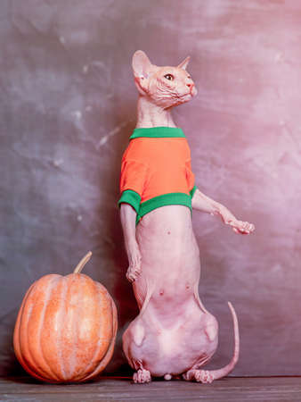Cat and Halloween. A Sphynx cat stands on its hind legs near a pumpkin.の写真素材