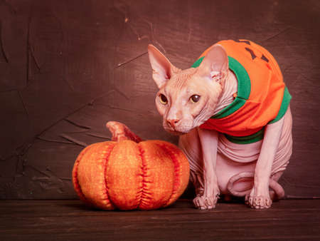 Halloween concept. Portrait of a pink bald sphinx cat near a pumpkin in a halloween costume.の写真素材