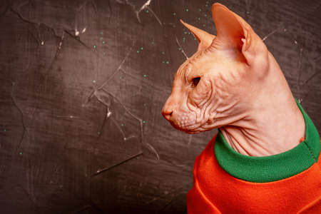 Sphynx cat in clothes. Cat profile. Halloween concept.の写真素材