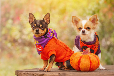 Two dogs in nature in autumn in sweaters and bandanas for Halloween. Chihuahua and pumpkin.の写真素材