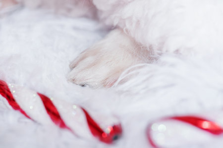 Dog paws macro photo. Chihuahua in a Santa hat close-up. Dog Christmas photo. Good New Year spirit.の写真素材