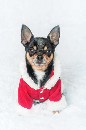 Chihuahua in a Santa clothes close-up. Dog Christmas photo. Good New Year spirit.の写真素材