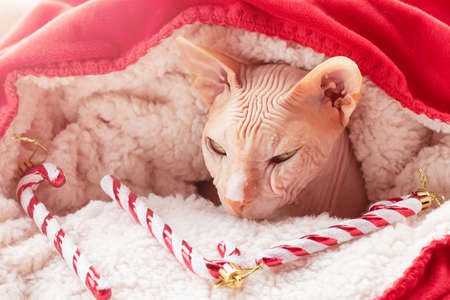 Sphynx cat in a red-white New Year's plaid with a toy. Happy new year and merry christmas.の写真素材