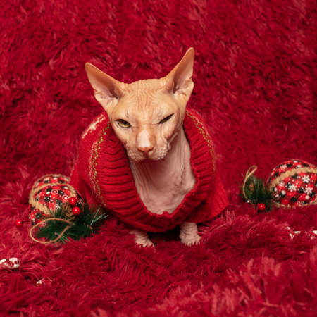 New year and christmas concept. Bald cat of the Sphynx breed in clothes at home on a blanket.