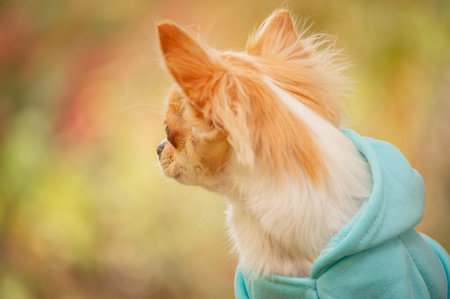 Animal. A long-haired chihuahua of in a blue hoodie in spring or autumn.の写真素材