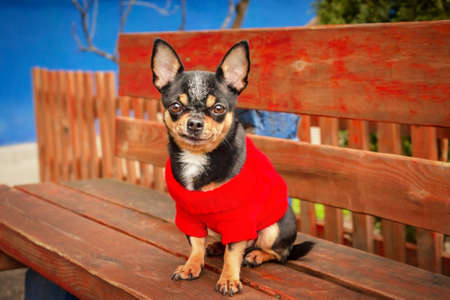 A small Chihuahua dog in a red sweater sits on a bench. Animal world.の写真素材
