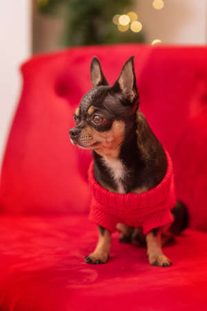 Small dog on couch. Little chihuahua sitting in a house on the couch. Little chihuahua portrait.の写真素材