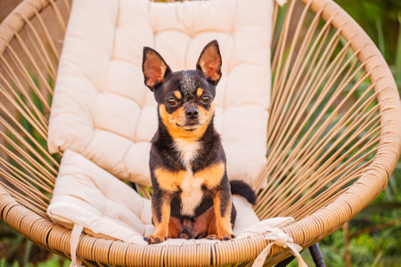 Chihuahua tricolor in a chair in the garden in summer. Mini dog.の写真素材