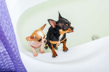 Two black and white chihuahua dogs bathe in a white bathtub. clean dogs. The pets are swimming.の写真素材