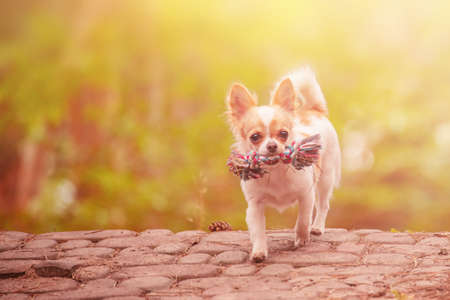 smart dog. A Chihuahua dog carries a rope toy in its mouth.の写真素材