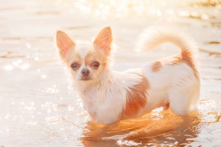 A dog of the Chihuahua breed long-haired white with red spots stands in the water in the river.の写真素材