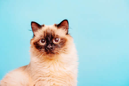 Kitten 10 months old on a blue background. Neva masquerade cat breed color point.の写真素材