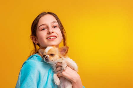Girl in a blue hoodie on a yellow background. Teen girl with a little white chihuahua dog in her arms.の写真素材