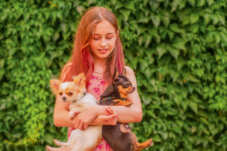 Teen girl in a pink dress with two white and black chihuahua dogs. A girl and two dogs.の写真素材