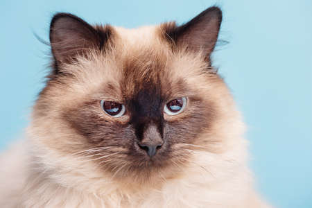 The young cat is purebred. Beautiful fluffy cat on a blue background.の写真素材