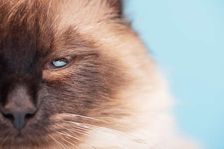 The young cat is purebred. Beautiful Siberian fluffy cat on a blue background. Part of the snout.の写真素材
