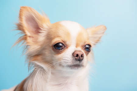 Portrait of a dog. White with red spots dog breed Chihuahua on a blue background.の写真素材