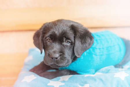 dog on the bench. Labrador puppy in blue sweater on a pillow.の写真素材