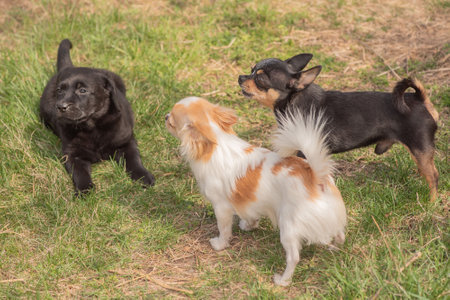 Black tsutsenya Labrador Retriever and Chihuahua black and white. Three dogs on the grass.の写真素材